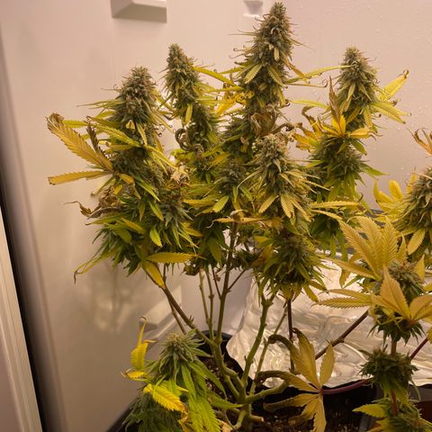 Runtz growlog timeline photo