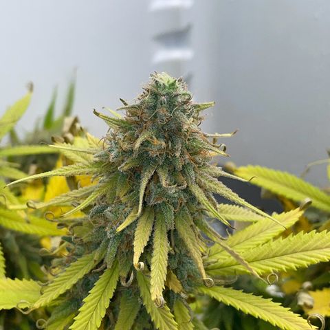Runtz growlog timeline photo