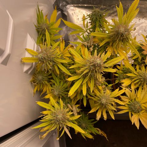 Runtz growlog timeline photo