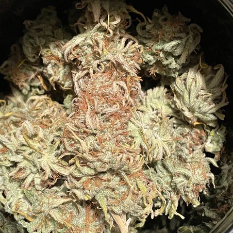 Runtz growlog photo: 34 Gramm 