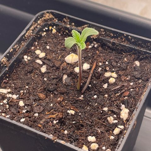 Jealousy growlog timeline photo