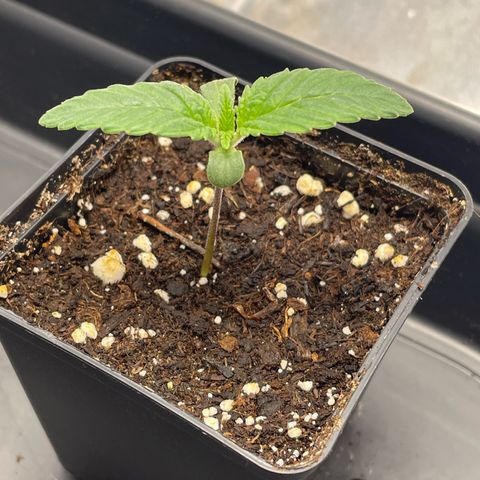 Jealousy growlog timeline photo