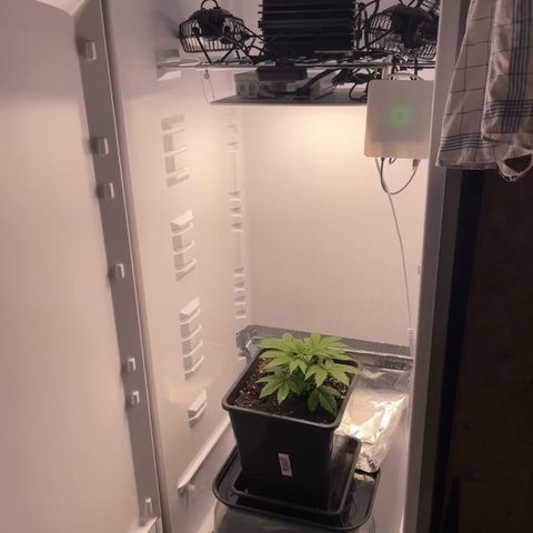 Jealousy growlog timeline photo