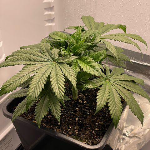 Jealousy growlog timeline photo