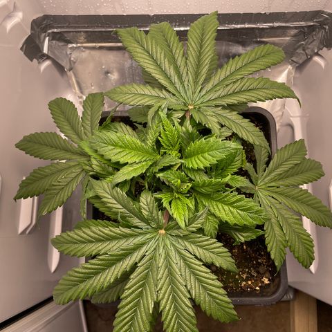 Jealousy growlog timeline photo
