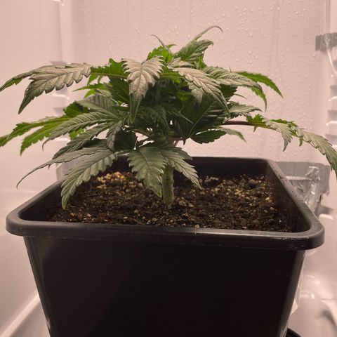 Jealousy growlog timeline photo
