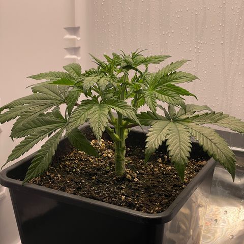 Jealousy growlog timeline photo
