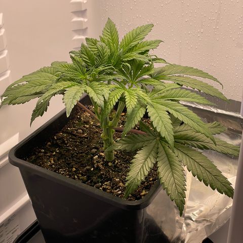 Jealousy growlog timeline photo