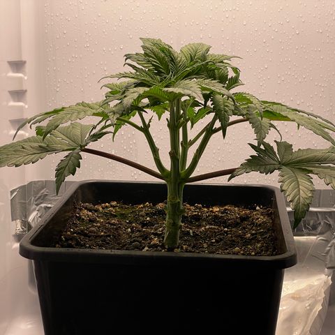 Jealousy growlog timeline photo