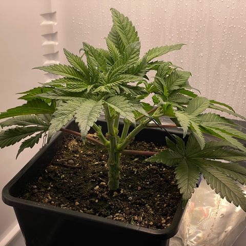Jealousy growlog timeline photo