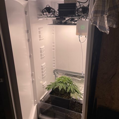 Jealousy growlog timeline photo