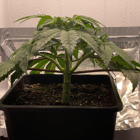 Jealousy growlog timeline photo