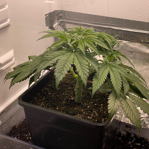 Jealousy growlog timeline photo