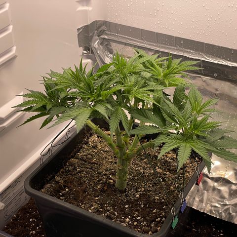 Jealousy growlog timeline photo