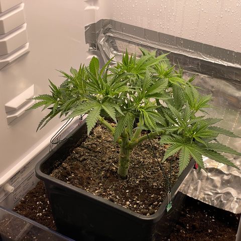 Jealousy growlog timeline photo