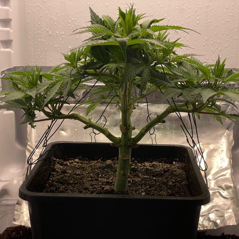 Jealousy growlog timeline photo