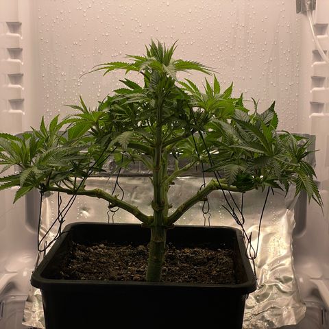 Jealousy growlog timeline photo