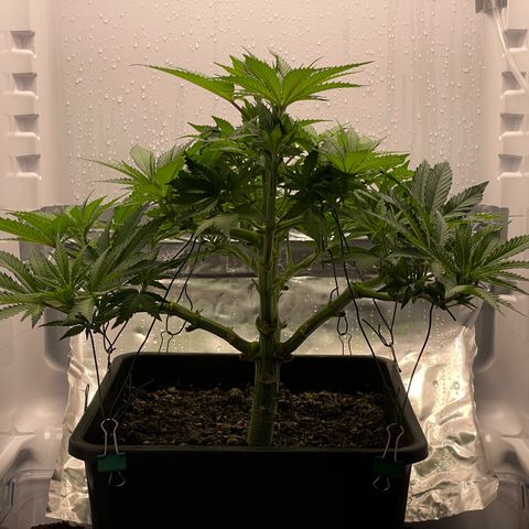 Jealousy growlog timeline photo