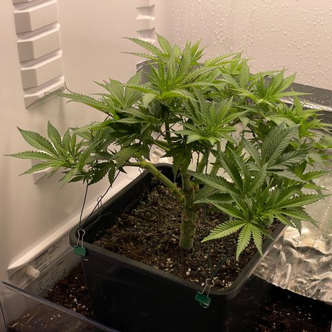 Jealousy growlog timeline photo