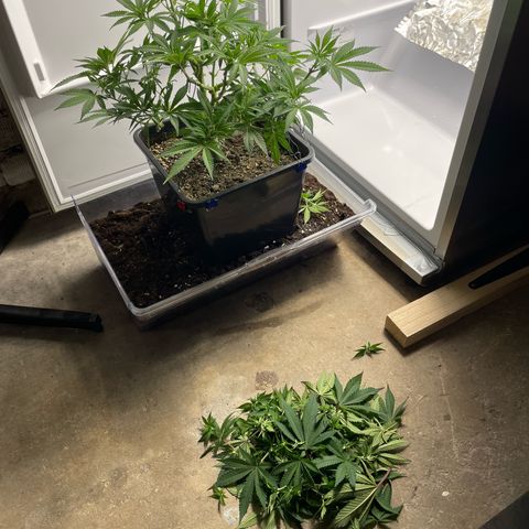 Jealousy growlog timeline photo