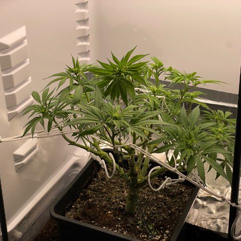 Jealousy growlog timeline photo