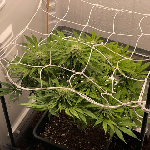 Jealousy growlog timeline photo