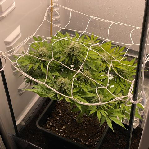Jealousy growlog timeline photo