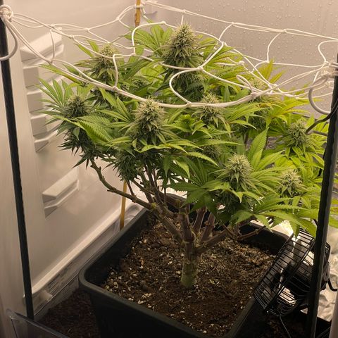 Jealousy growlog timeline photo