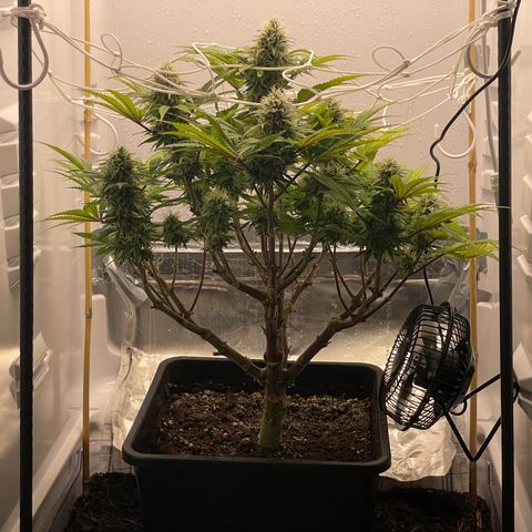 Jealousy growlog timeline photo