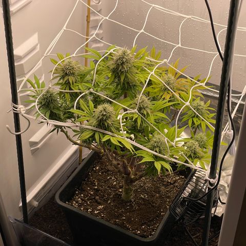 Jealousy growlog timeline photo