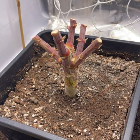 Jealousy growlog timeline photo