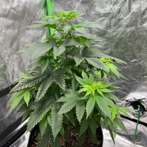Lucy AKA Dinkinesh AKA AL 288-1 growlog timeline photo
