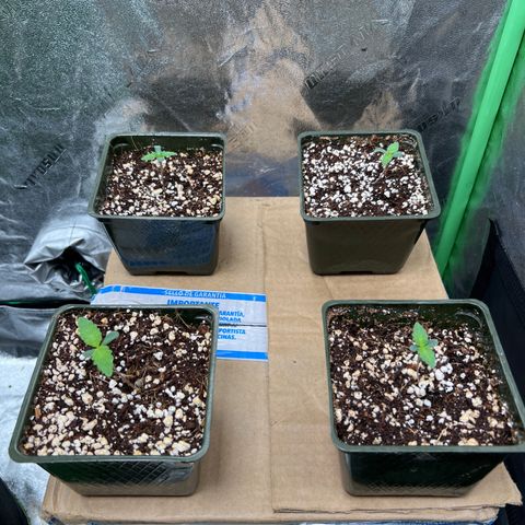 Lemon Breeze growlog timeline photo