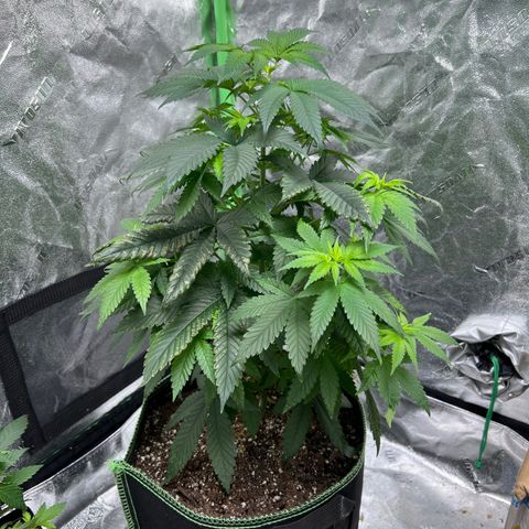 Lucy AKA Dinkinesh AKA AL 288-1 growlog photo: Before trim and after trim  