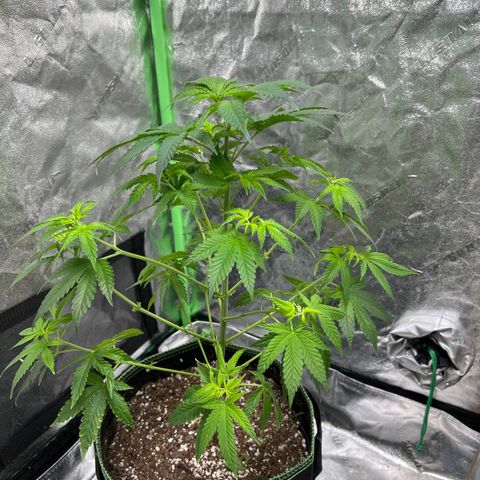 Lucy AKA Dinkinesh AKA AL 288-1 growlog photo: Before trim and after trim  