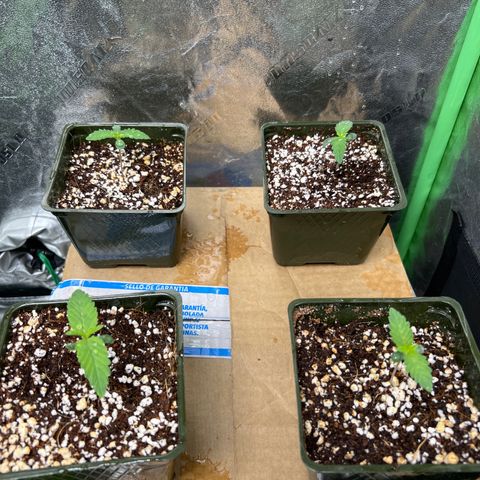Lemon Breeze growlog timeline photo