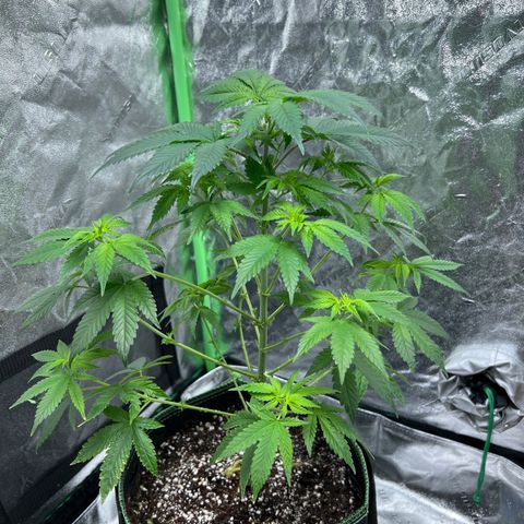 Lucy AKA Dinkinesh AKA AL 288-1 growlog timeline photo