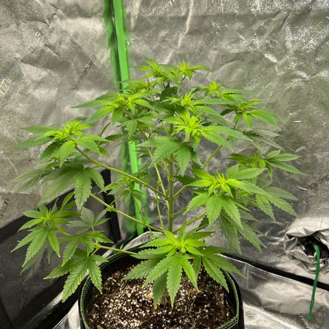 Lucy AKA Dinkinesh AKA AL 288-1 growlog timeline photo
