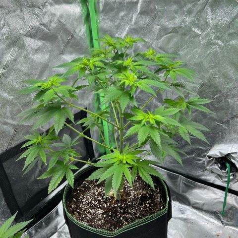 Lucy AKA Dinkinesh AKA AL 288-1 growlog timeline photo