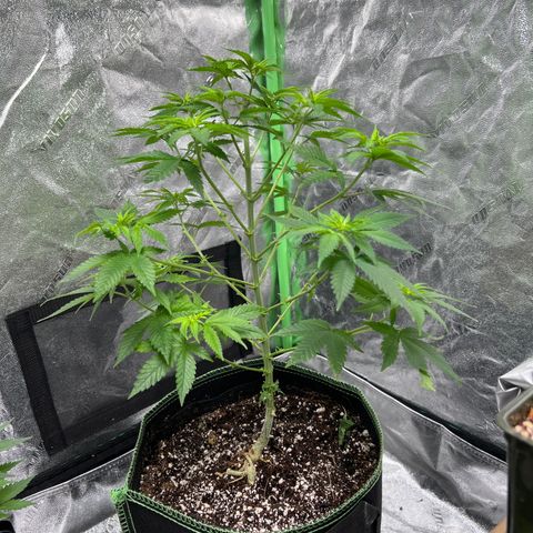 Lucy AKA Dinkinesh AKA AL 288-1 growlog timeline photo