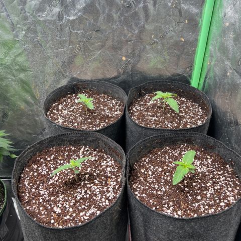 Lemon Breeze growlog photo: Moved to 2 gal pots 