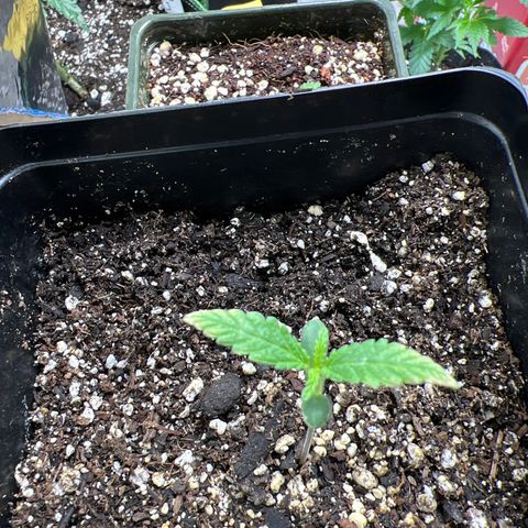 Pete growlog timeline photo