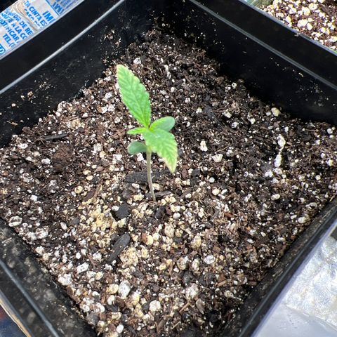 Pete growlog timeline photo