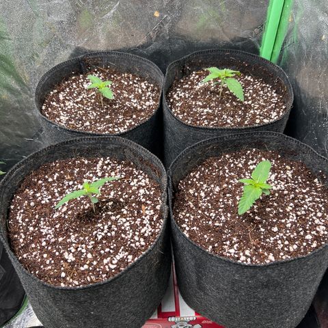 Lemon Breeze growlog timeline photo