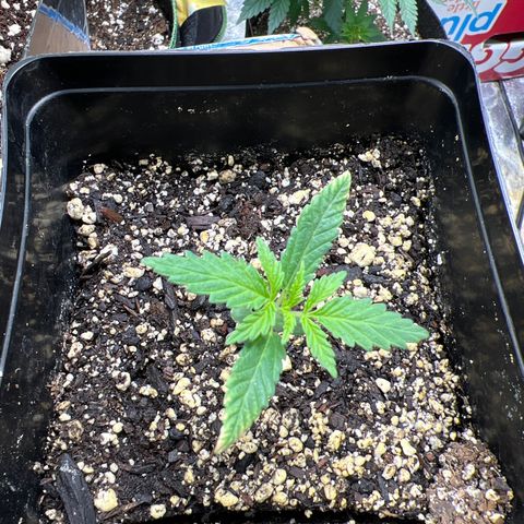 Pete growlog timeline photo