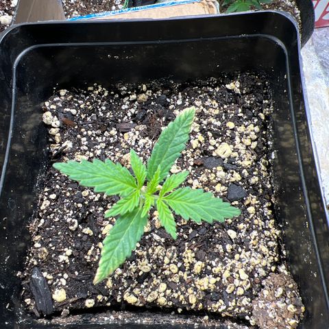 Pete growlog timeline photo