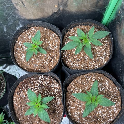 Lemon Breeze growlog timeline photo