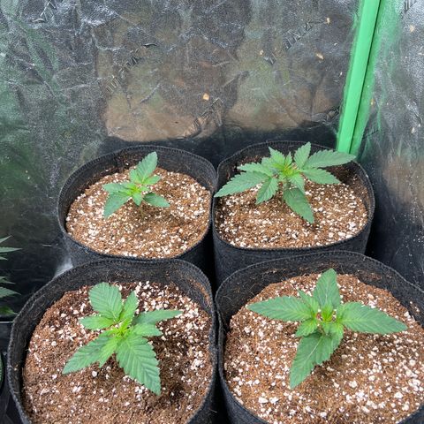 Lemon Breeze growlog timeline photo