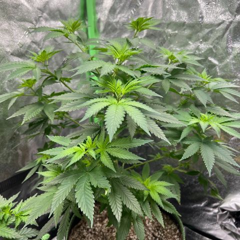 Lucy AKA Dinkinesh AKA AL 288-1 growlog timeline photo