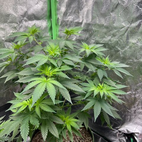 Lucy AKA Dinkinesh AKA AL 288-1 growlog timeline photo
